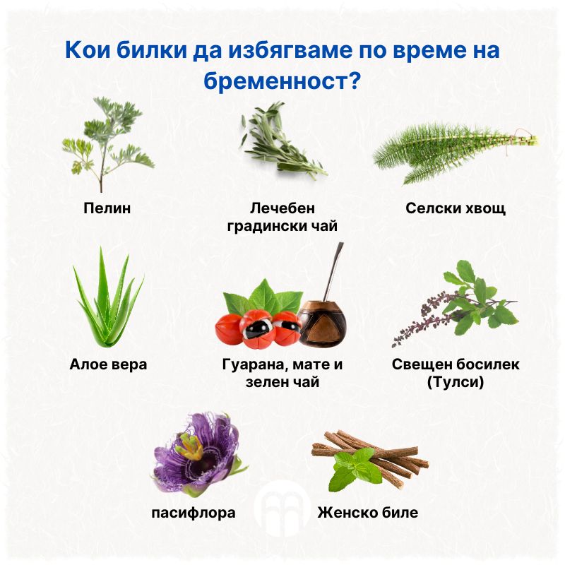 (Bulharština) Kterým bylinkám se v těhotenství vyhnout